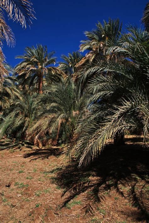 An Oasis in the Sahara Desert in the Heart of Africa Stock Photo ...