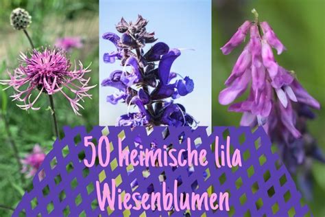 50 Heimische Lila Wiesenblumen Mit Bild