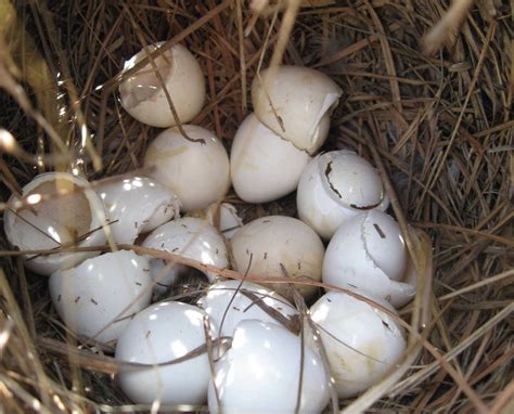 When Do Wild Bobwhite Quail Hatch Science Of Project Upland