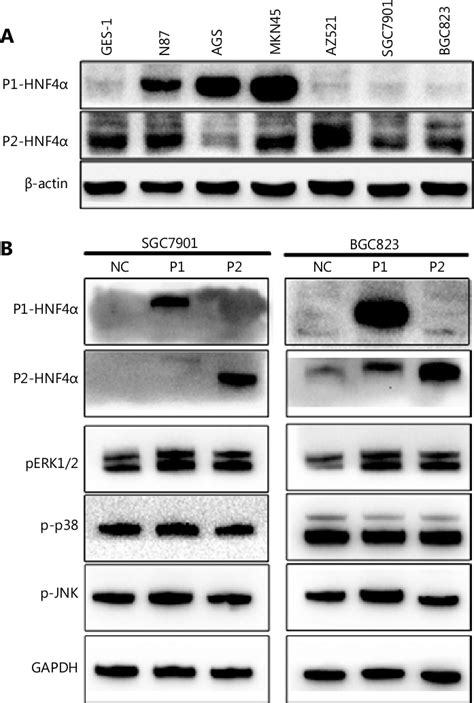 Figure S5 The Effects Of P1 And P2 Hnf4a On Mitogen Activated Protein