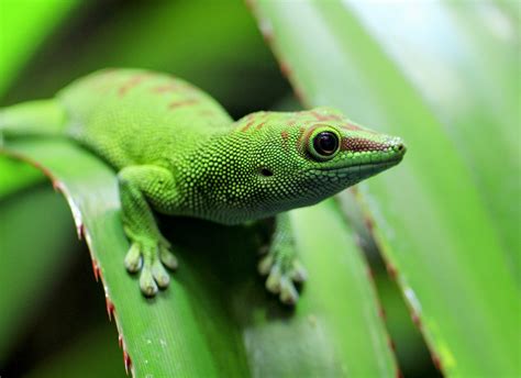 Eight New Species Of Gecko Discovered In Madagascar