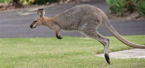 What's a Kangaroo Word? Here's an example for every letter. | ProEdit