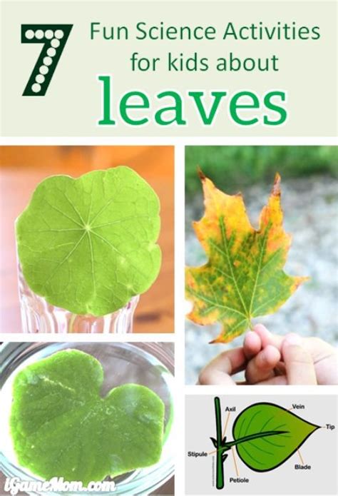 7 Fun Science Activities for Kids About Leaves