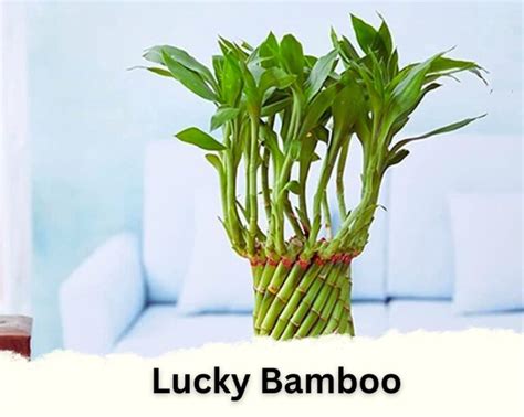 12 Different Types of Indoor Bamboo Plants: Image + Caring Tips ...