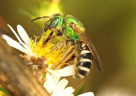 Do You Know That Sweat Bees Sting And How To Get Rid Of Them Naturally