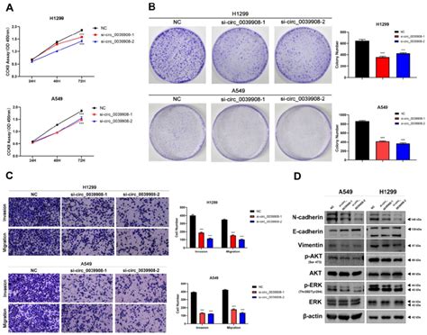 Knockdown Circrna 0039908 Can Inhibit The Proliferation Invasion And Download Scientific