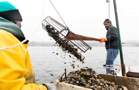 Md Wild Oyster Harvest Doubles From Last Year Chesapeake Bay Magazine