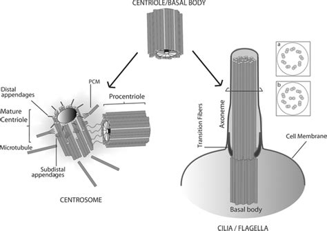 Centriole Basal Body Structure And Function The Centriole Basal Body