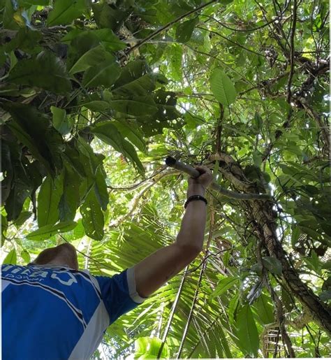 La Selva Sloths Retrieving The GPS Collars SloCo