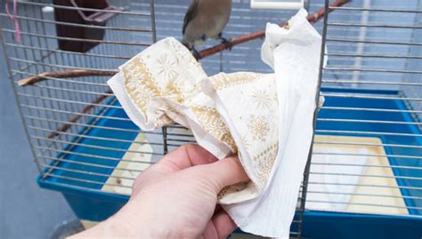 Cleaning a Bird Cage — A Complete How-to Guide