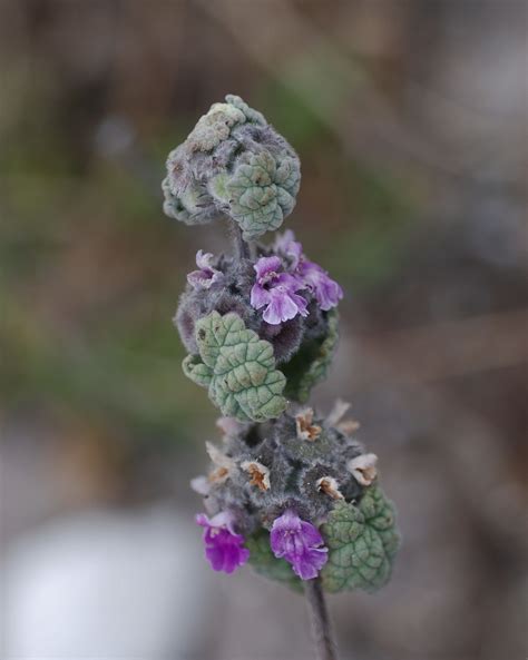 Flower Gallery :: Lamiaceae :: DSC_8859