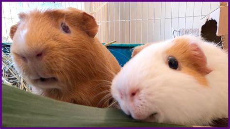 Guinea Pigs Attack A Banana Peel Atelier Yuwaciaojp