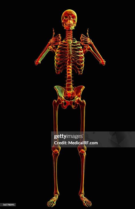 Anterior View Of A Glowing Xray Skeleton Making Hand Gestures High-Res ...