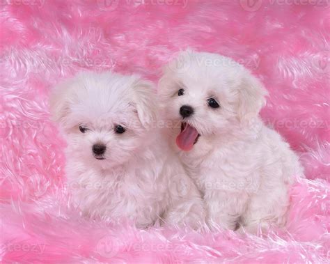 Two cute fluffy dogs close view photo background wallpaper 59683557