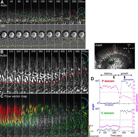 Retrograde Actin Flow Slows Concomitantly With Remodeling Of Actin From