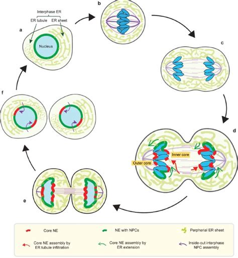 Interphase 3 Stages