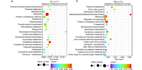 The Top Enriched Kegg Pathways Among The Degs A Enriched Kegg