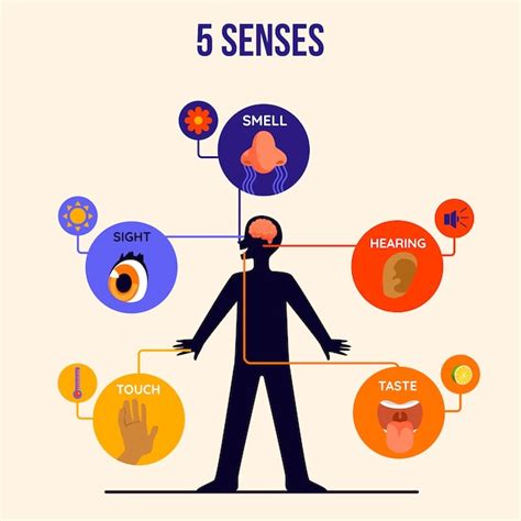 Free Vector Senses Infographic Design Hot Sex Picture