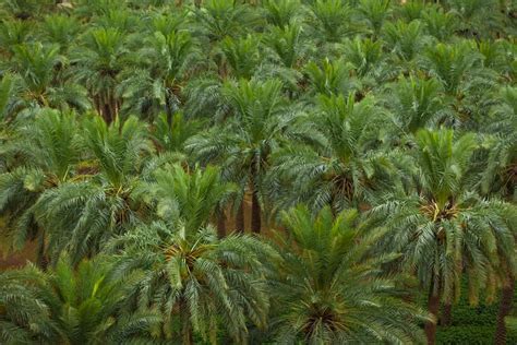 High Density Date Palm Plantation Spacing Plants Per Acre Techniques Cost And Yield