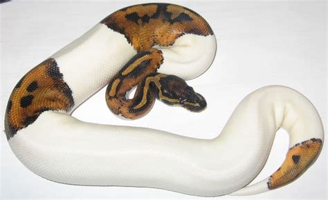 Piebald Ball Python Has Pumpkins on its Skin