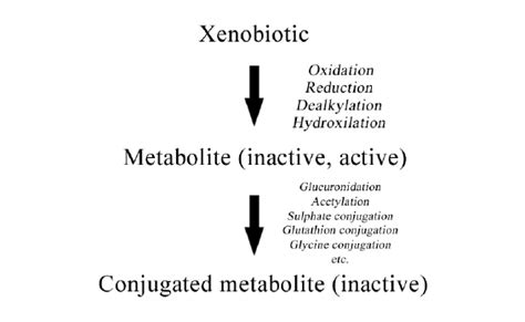 Summary Of Phase I And Phase Ii Metabolic Reactions Download