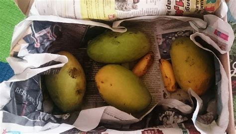 Cara Peram Buah Yang Muda Supaya Masak Elok