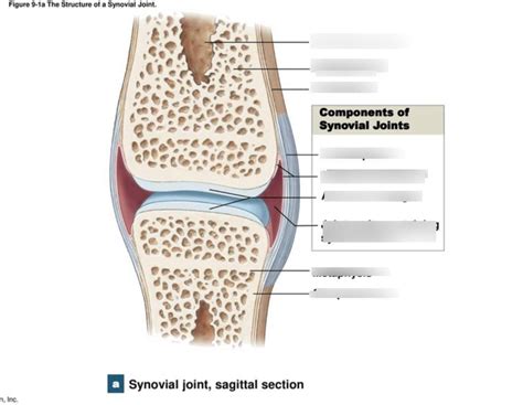 Typical Synovial Joint Labeled