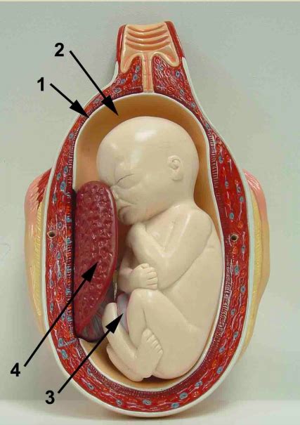 Fetus And Placenta Diagram Quizlet