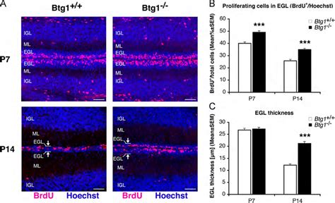 Ablation Of Btg1 Causes A Strong Increase Of Proliferating GCPs In The