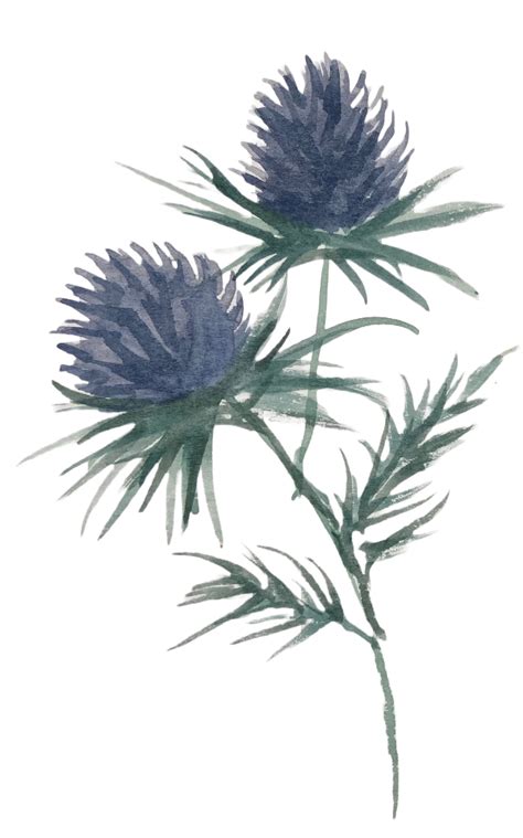 Thistle Watercolor Clipart Etsy UK