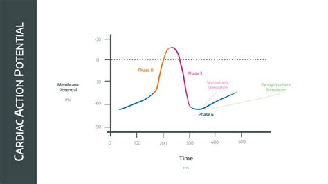 The Cardiac Action Potential