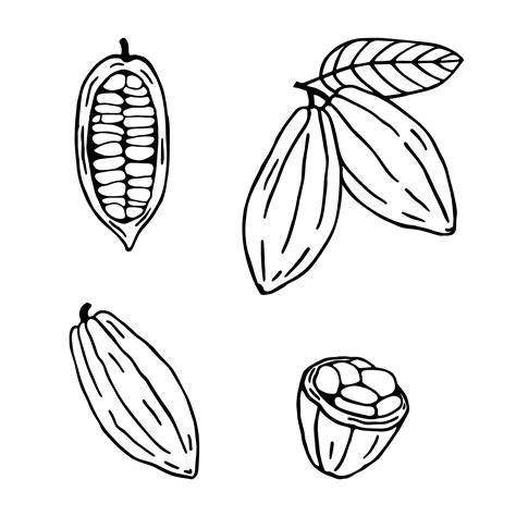 Cocoa plant set. Hand drawn sketch cocoa beans isolated on white ...