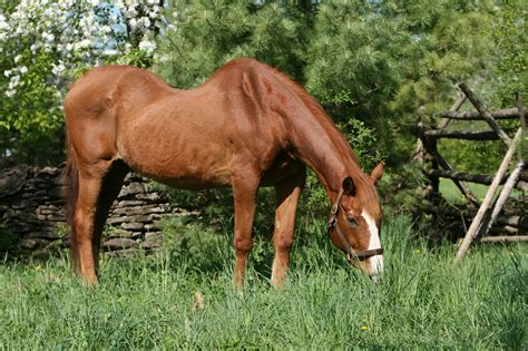 Swayback Equine Lordosis Causes Management And Care Mad Barn