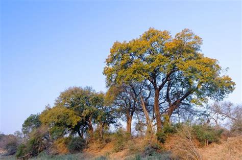 Jackalberry Tree Diospyros Mespiliformus Africa