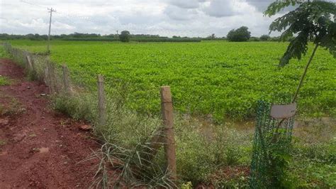 Agricultural Land Acre For Sale In Zaheerabad Sangareddy Rei