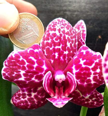 Powers To Flowers Phalaenopsis Special Color In Vaso Ceramica Fucsia