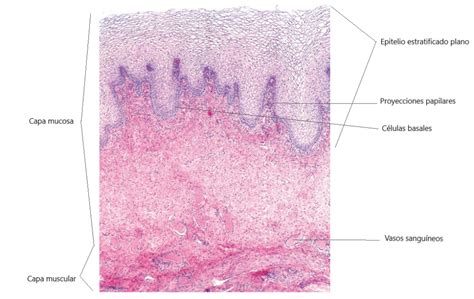 Histología de la vagina Homo medicus