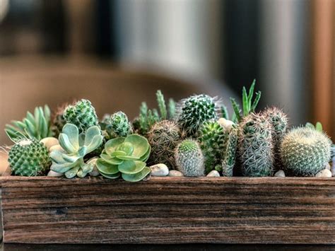 Cactus Vs. Succulent - Cacti And Succulents Identification | Gardening Know How