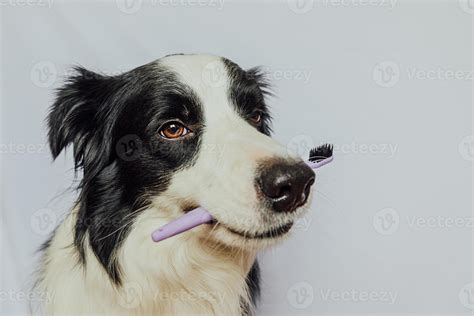 Lindo Inteligente Gracioso Cachorro Border Collie Sosteniendo Cepillo