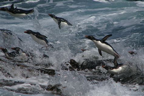 Rockhopper Penguin - Antarctica