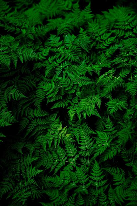 Green Theme Wallpapers - Wallpaper Cave