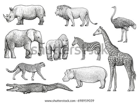 African Animals Illustration Drawing Engraving Ink Stock Vector (Royalty Free) 698959039 ...