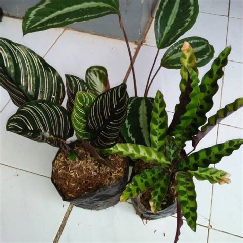 Jual Paket Tanaman Calathea Shopee Indonesia