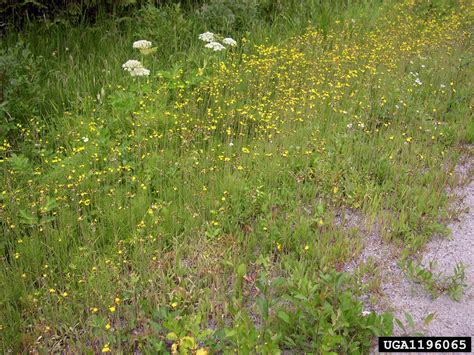 Meadow Hawkweed Hieracium Caespitosum