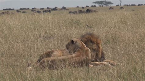 lions mating Stock Footage Video (100% Royalty-free) 1422559 | Shutterstock