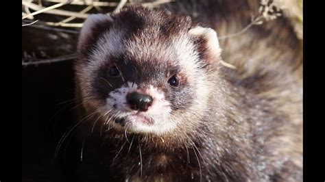 European Polecat Hunting And Resting In Wildlife From Very Close