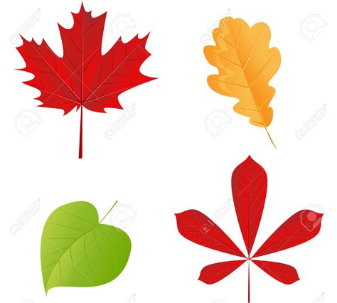 Aspen Leaf Vector at GetDrawings | Free download