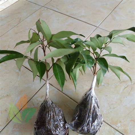 memahami waktu vegetatif  generatif tanaman agro bibit id