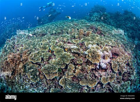 Scuba diver explores coral reefs surrounding the Spratly Islands in the ...