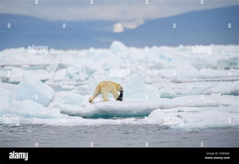 Polar bear hunting seal hi-res stock photography and images - Alamy